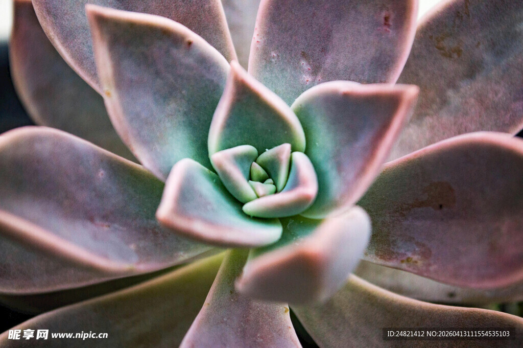 精致多肉植物特写