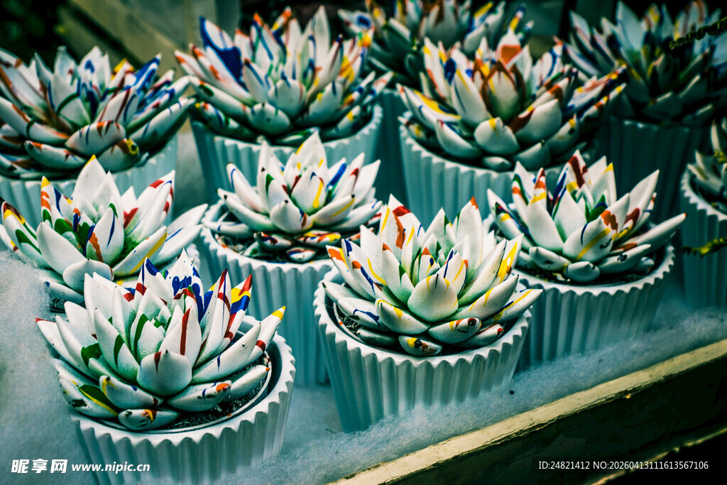 多彩多肉盆栽展示