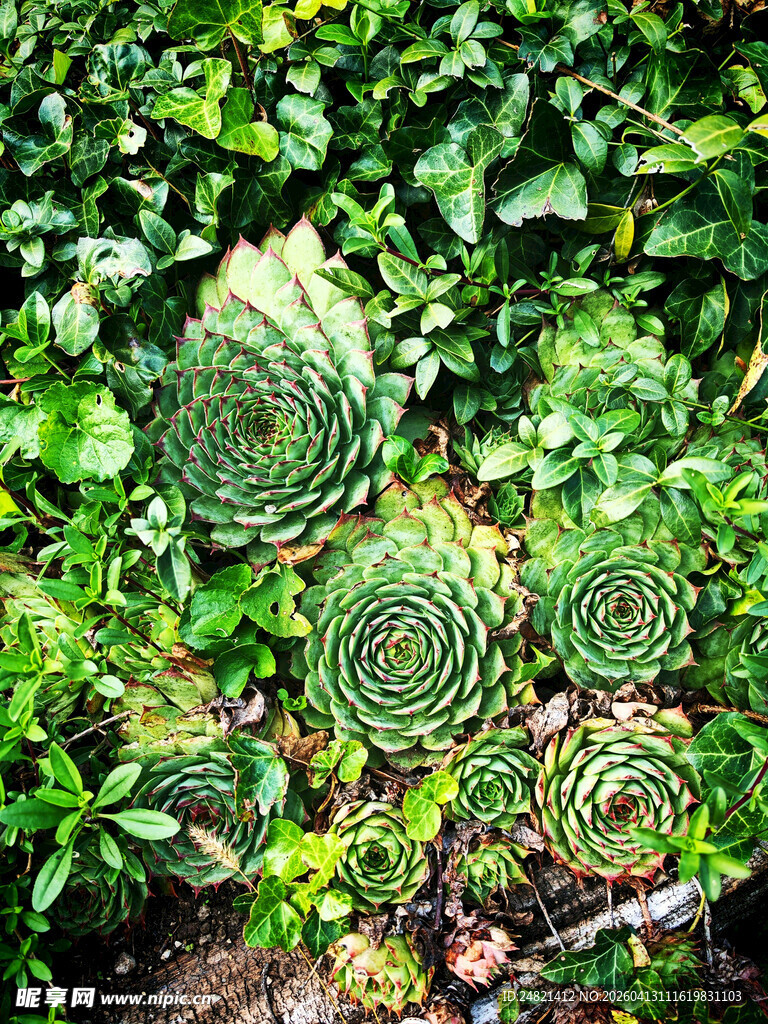 螺旋状多肉植物绿意盎然