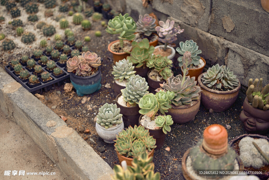 多彩多肉盆栽展示