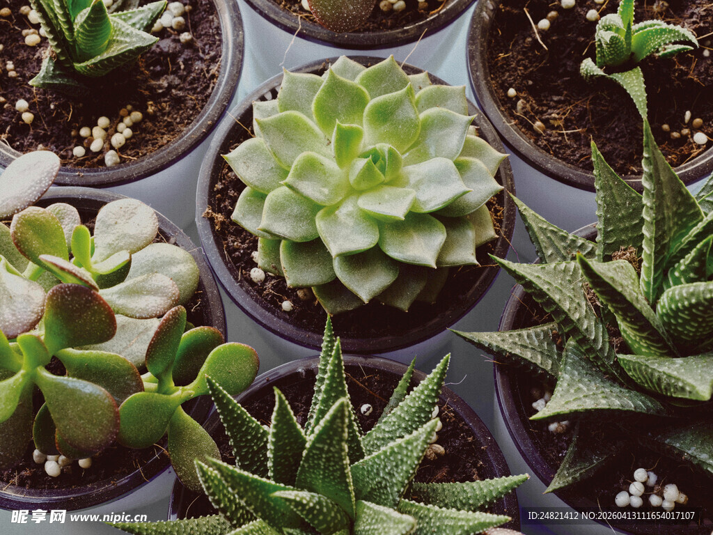 可爱多肉植物盆栽展示