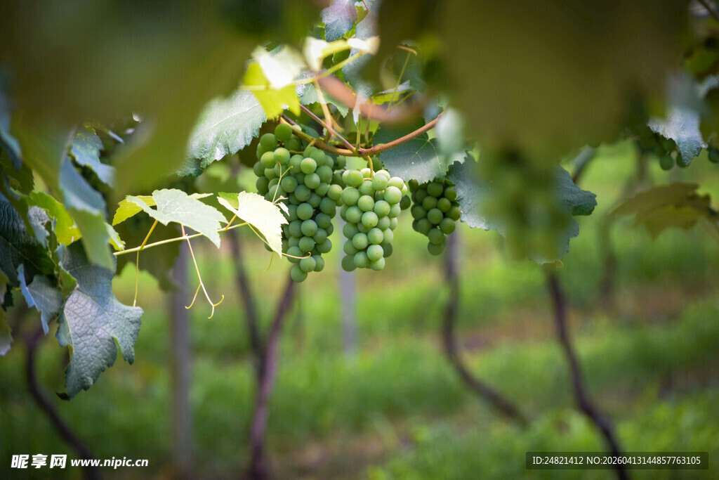 葡萄藤上的青葡萄