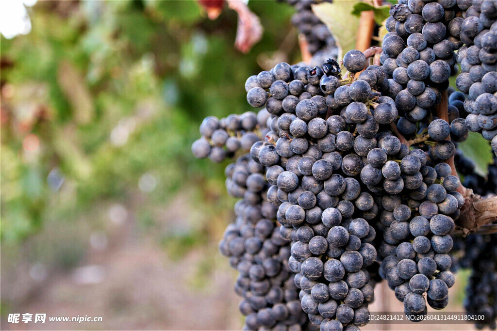 饱满紫葡萄挂于枝头
