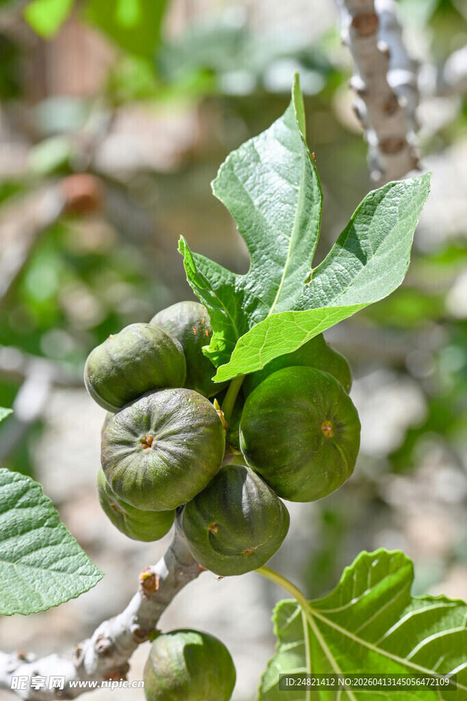 枝头青嫩无花果