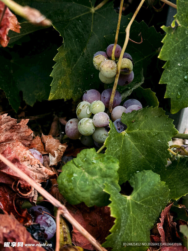 葡萄藤下的青涩葡萄