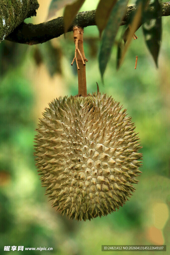 悬挂枝头的饱满榴莲