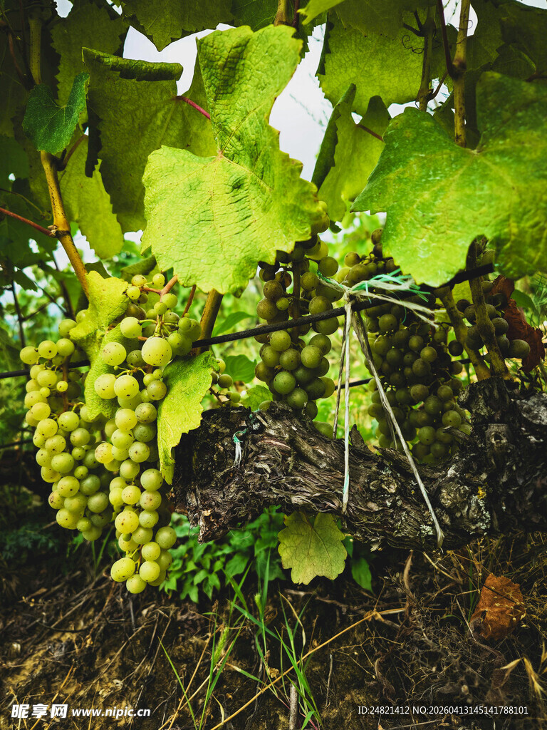 葡萄藤上的青葡萄