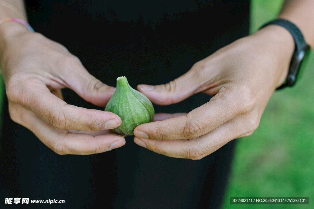 双手捧持嫩绿小果