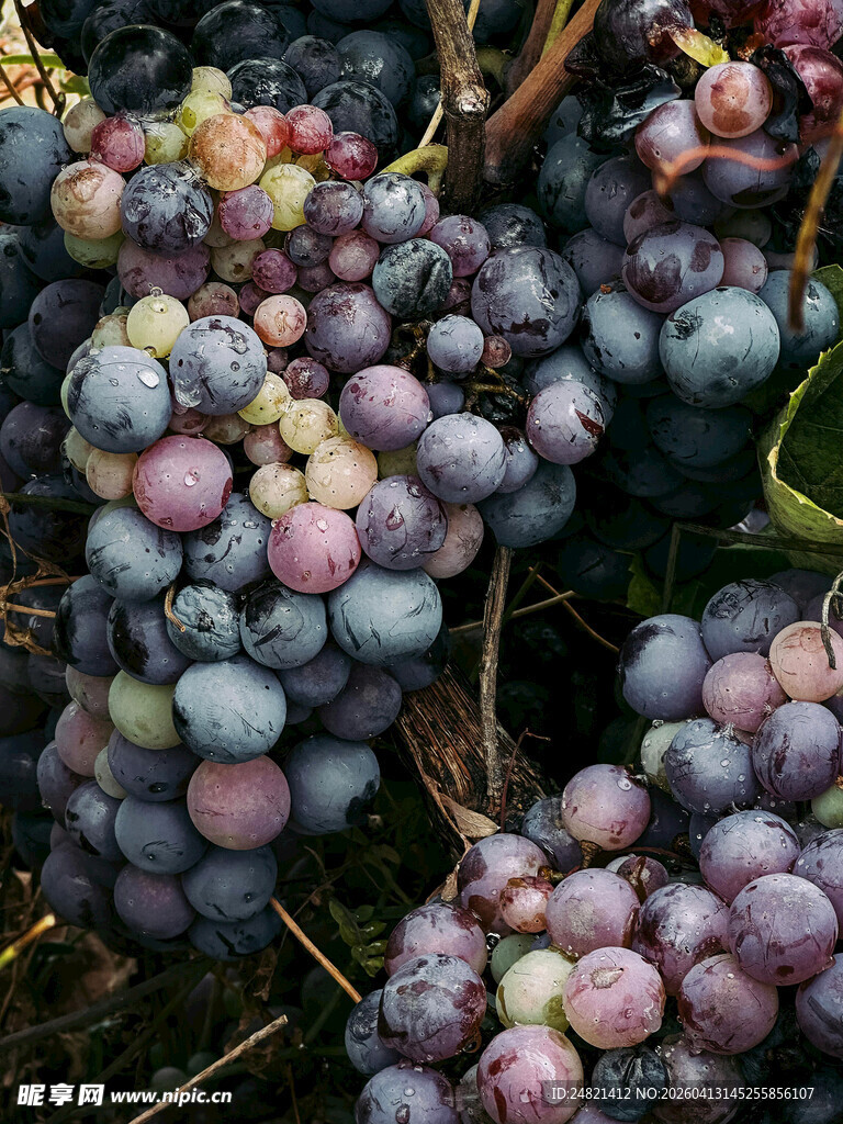 饱满紫葡萄挂于藤间