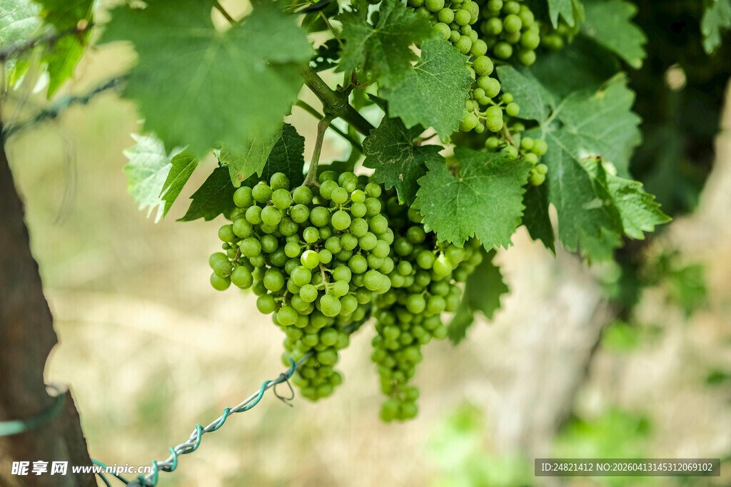 藤上青葡萄