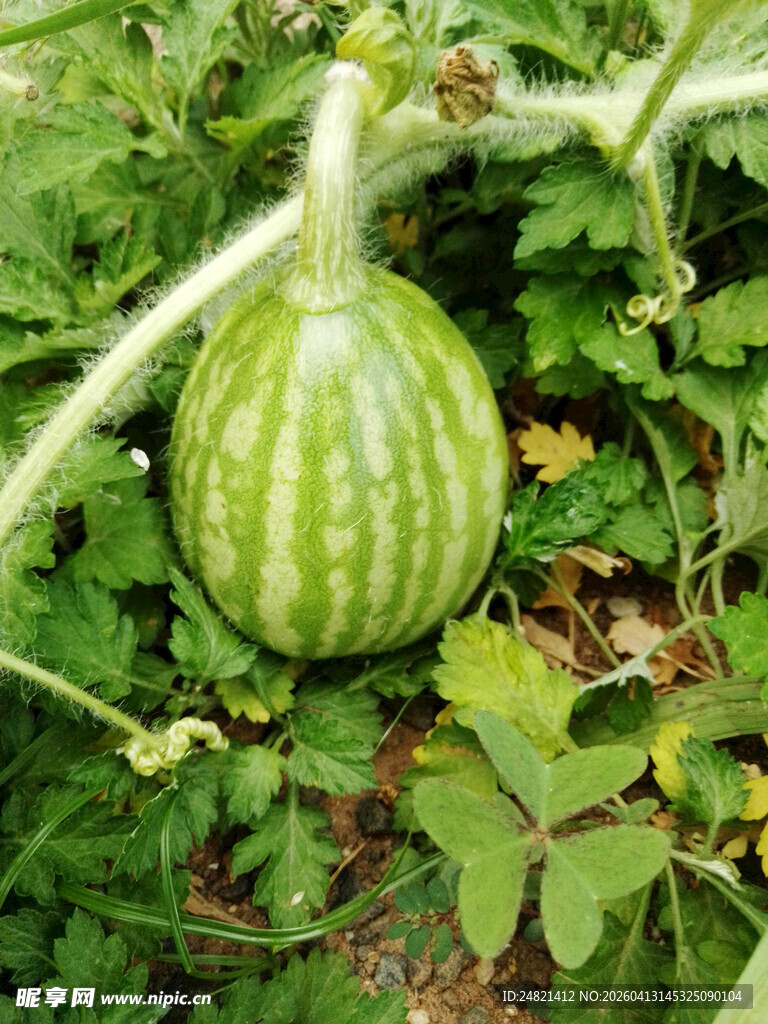 藤蔓上的青嫩小南瓜