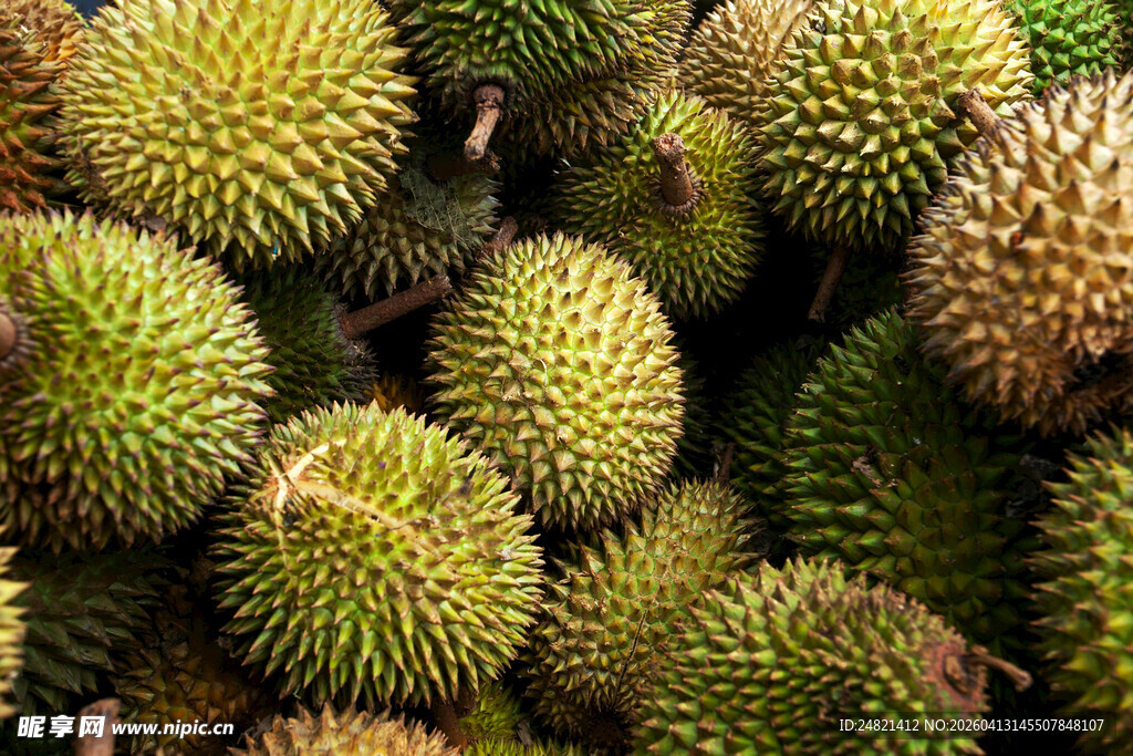 一堆新鲜带刺的榴莲