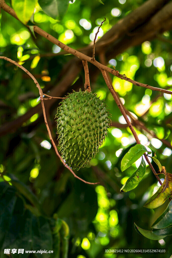 树上的绿色榴莲果