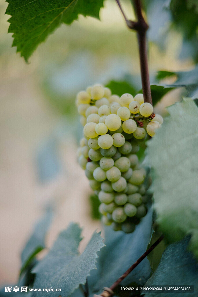 葡萄藤上的青葡萄串