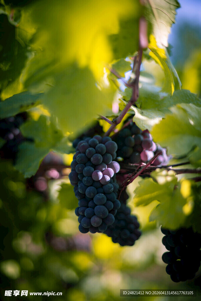 葡萄藤上饱满的紫葡萄