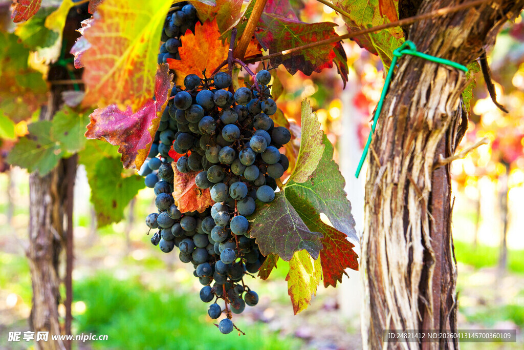 葡萄藤上的成熟紫葡萄