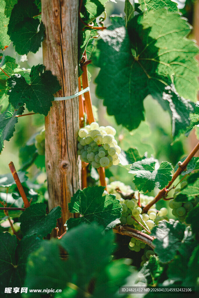 葡萄藤上的嫩绿葡萄串