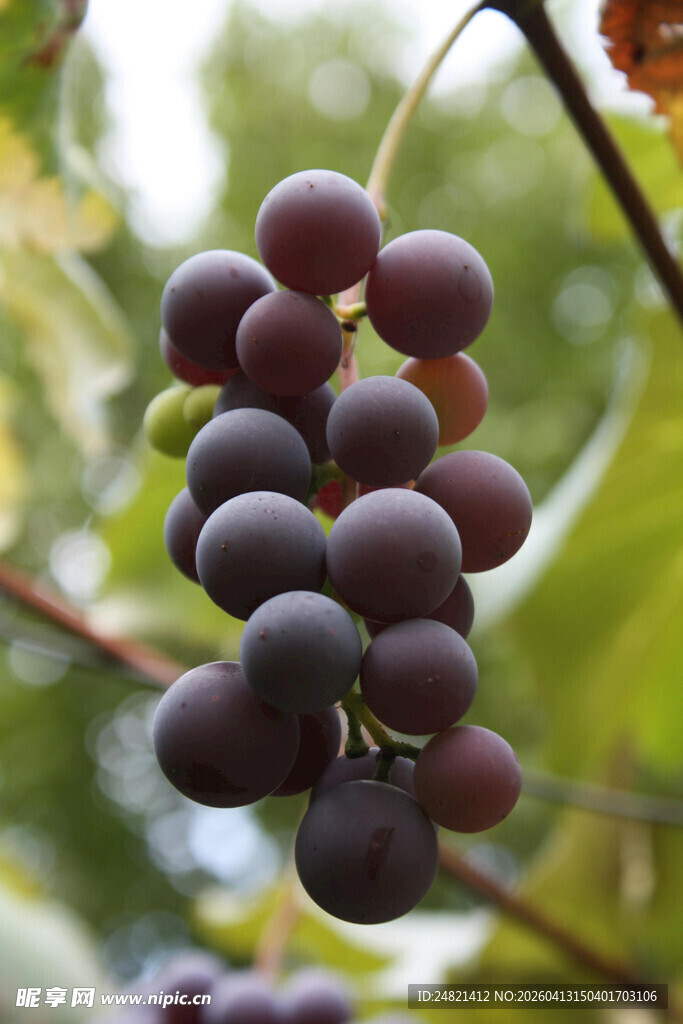 紫葡萄挂在枝头
