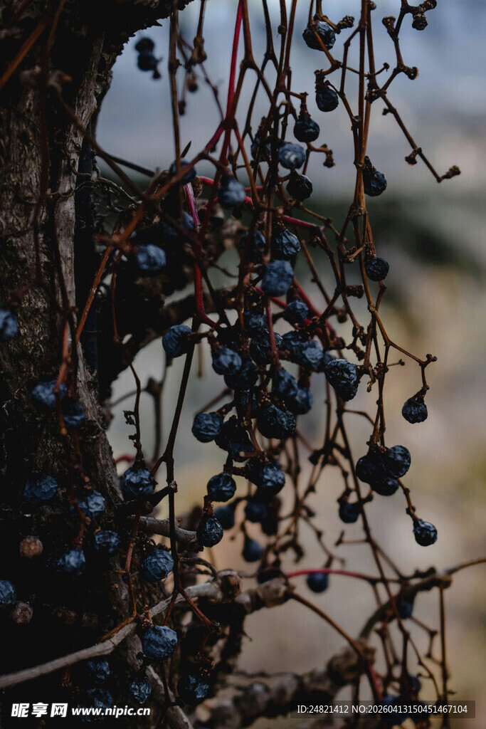 枝头紫黑浆果特写