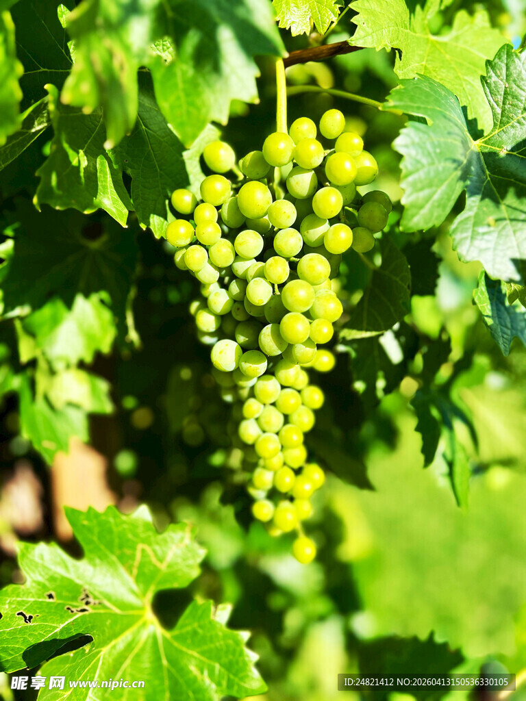枝头嫩绿葡萄初长成