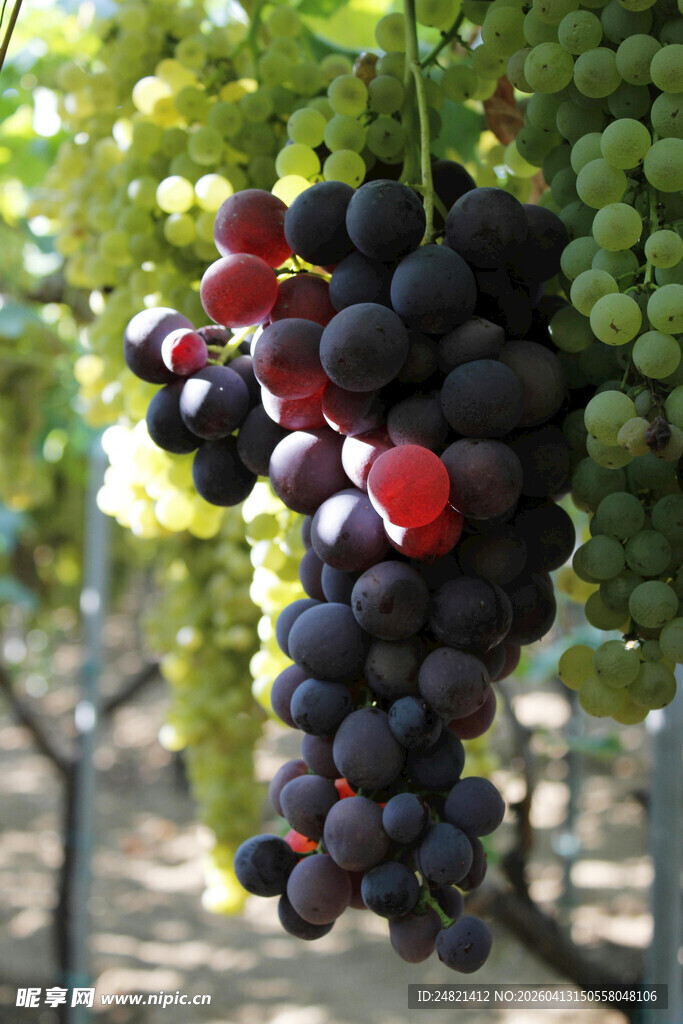 饱满紫葡萄挂于藤间