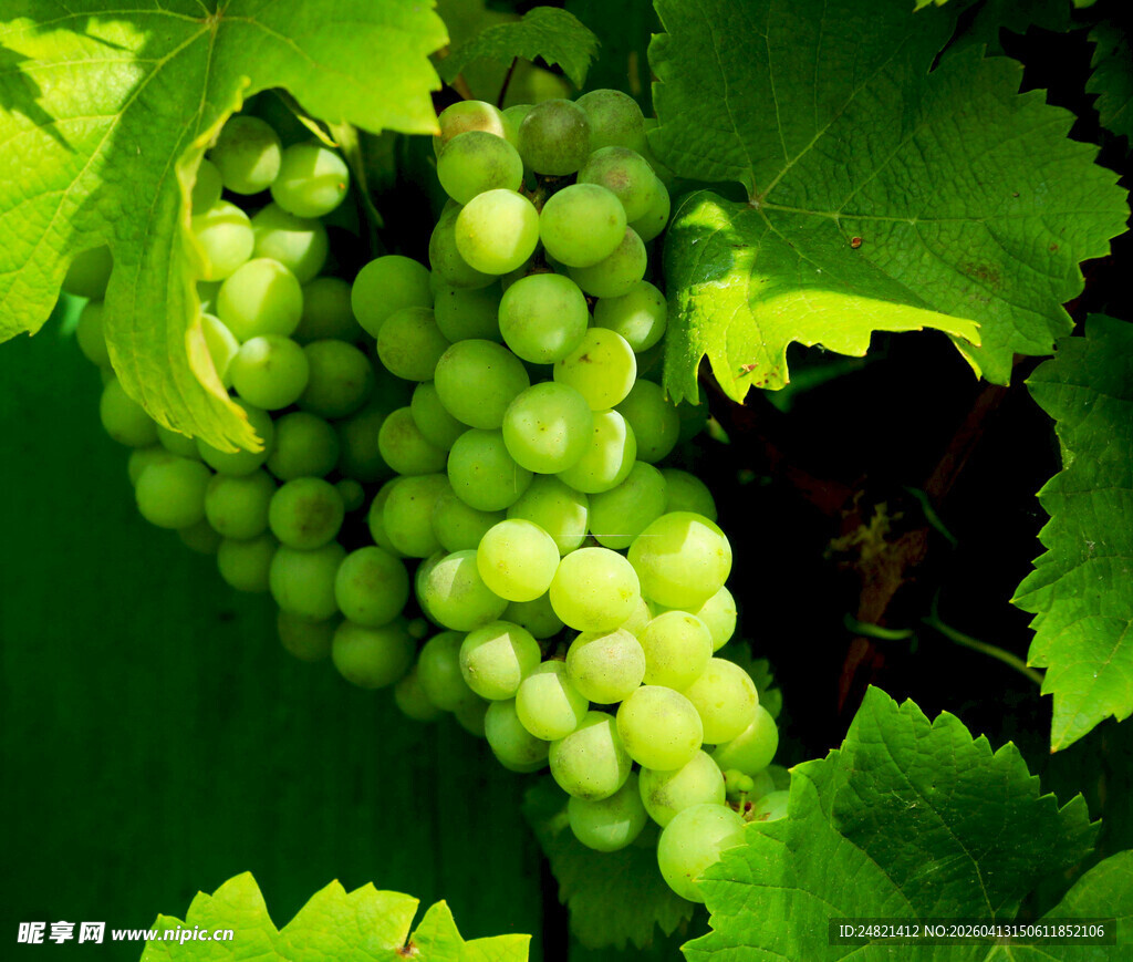绿葡萄挂在枝叶间