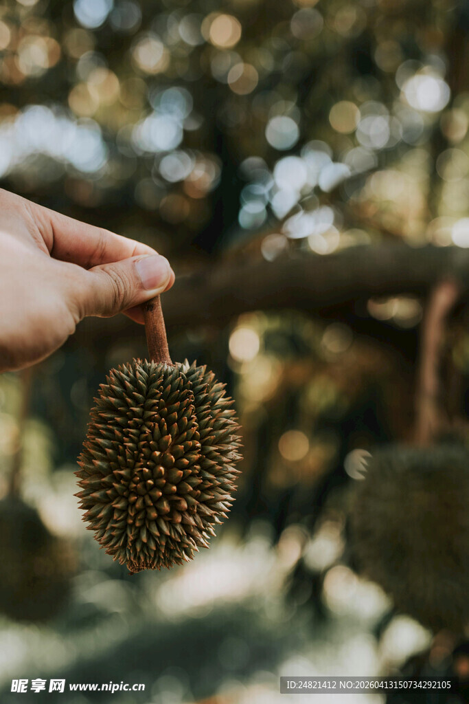 手拎新鲜榴莲果实