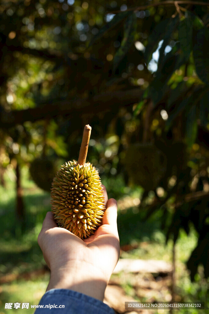 手中的新鲜榴莲果实