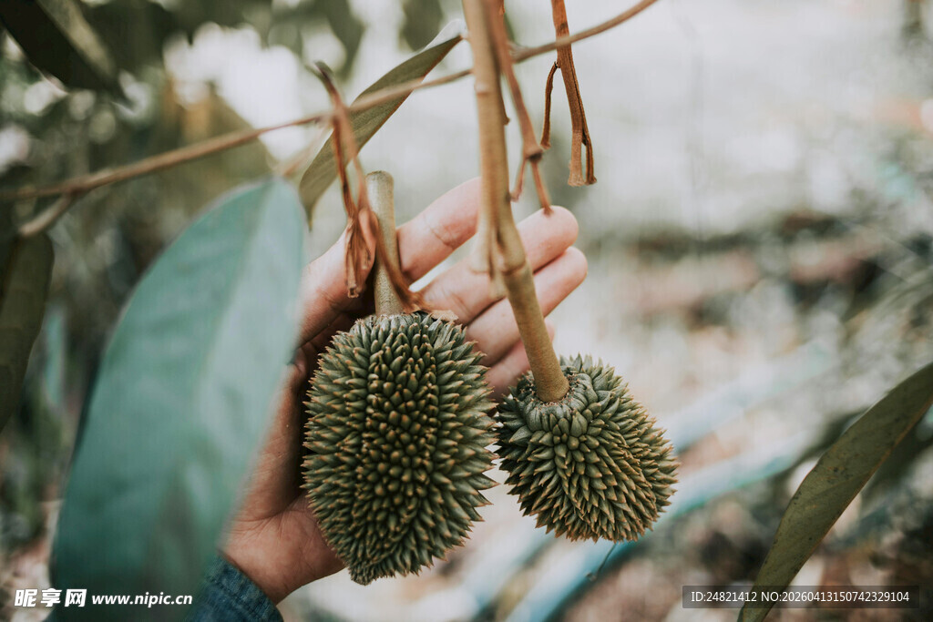 手拎两颗新鲜榴莲