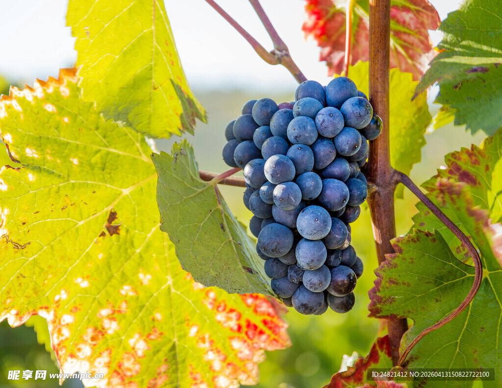 成熟葡萄挂于翠绿藤蔓间