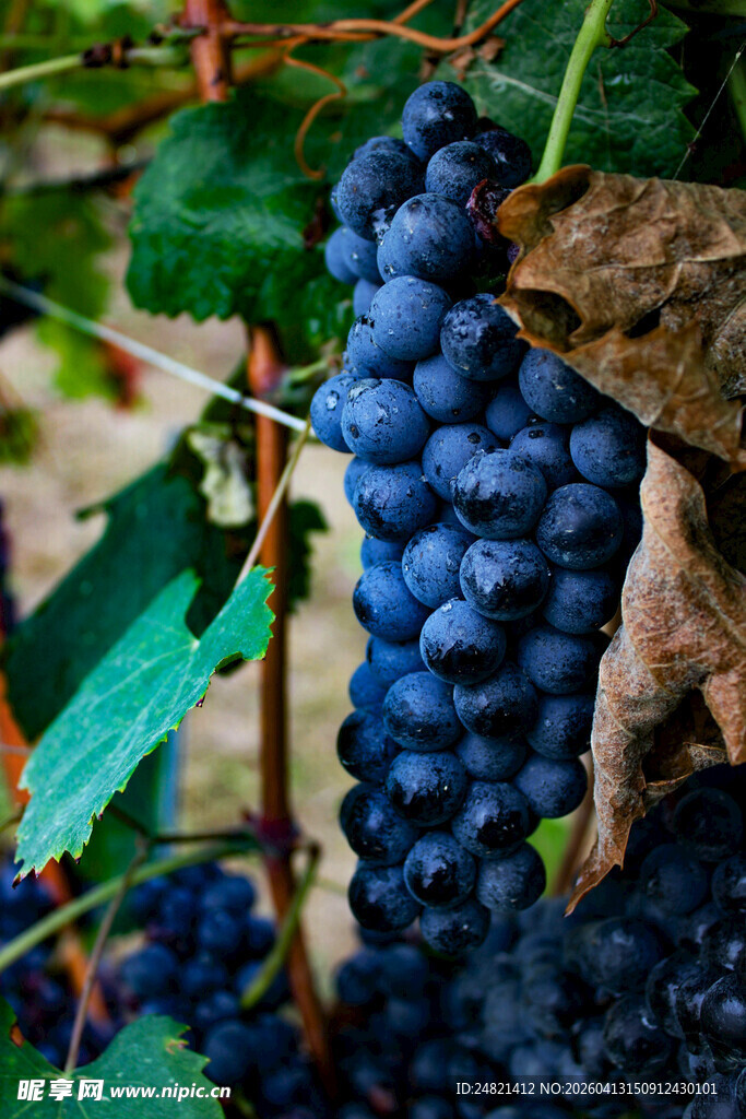 饱满紫葡萄挂于藤间
