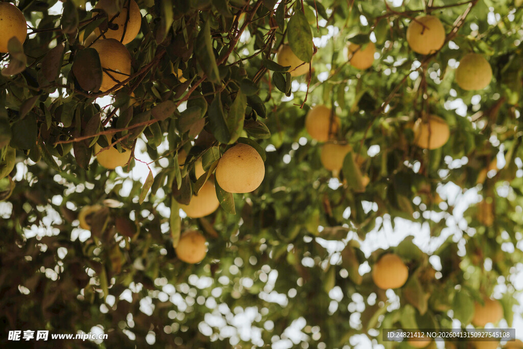 挂满果实的繁茂橙子树