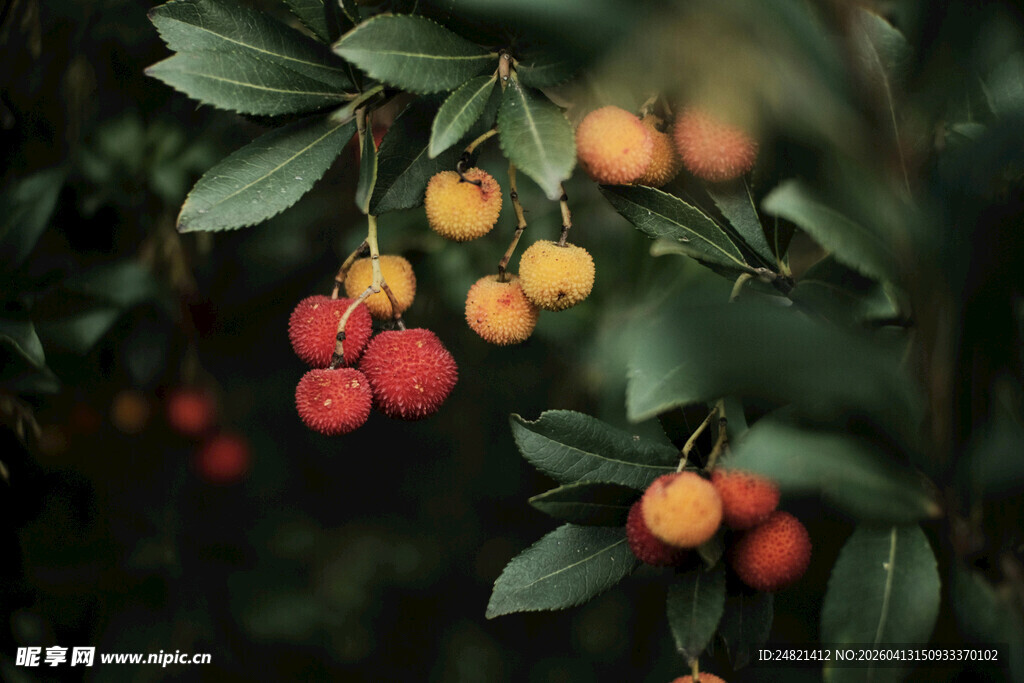 枝头挂满鲜艳诱人的果实
