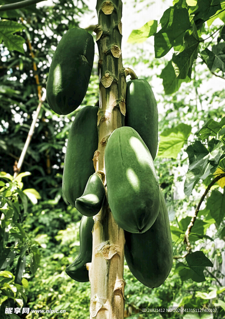 树上硕果累累的青木瓜