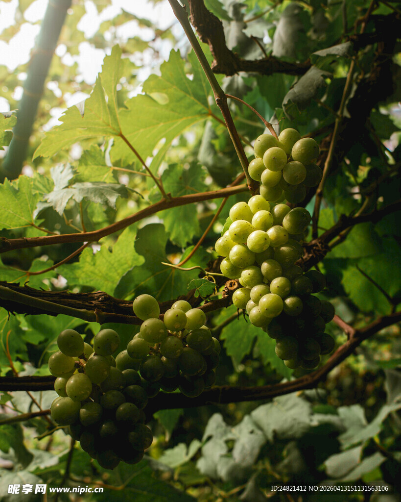 葡萄藤上的青葡萄