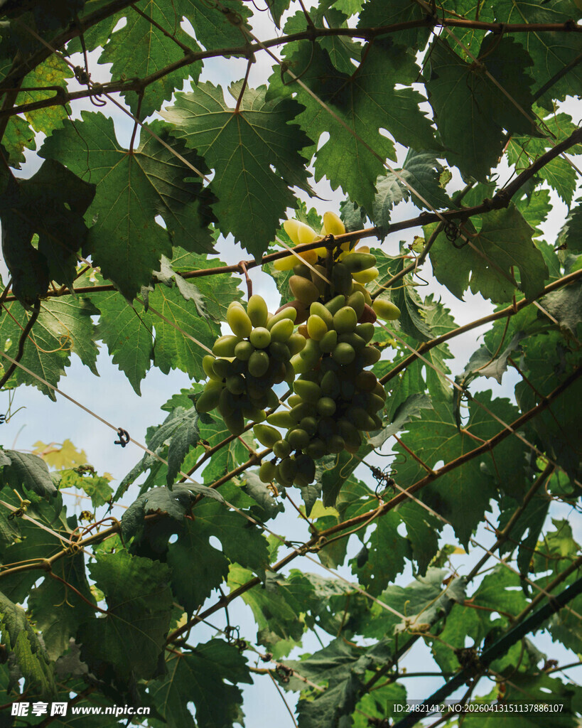 葡萄藤上的成熟葡萄串