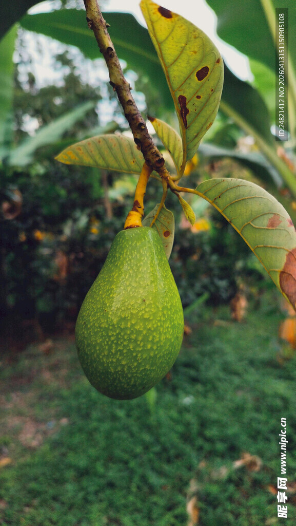 树上挂着的新鲜牛油果