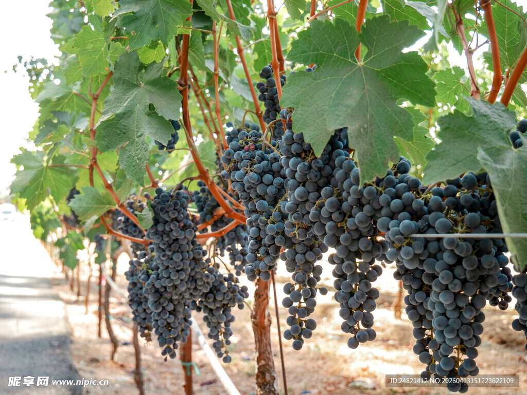 葡萄园里成熟的串串葡萄