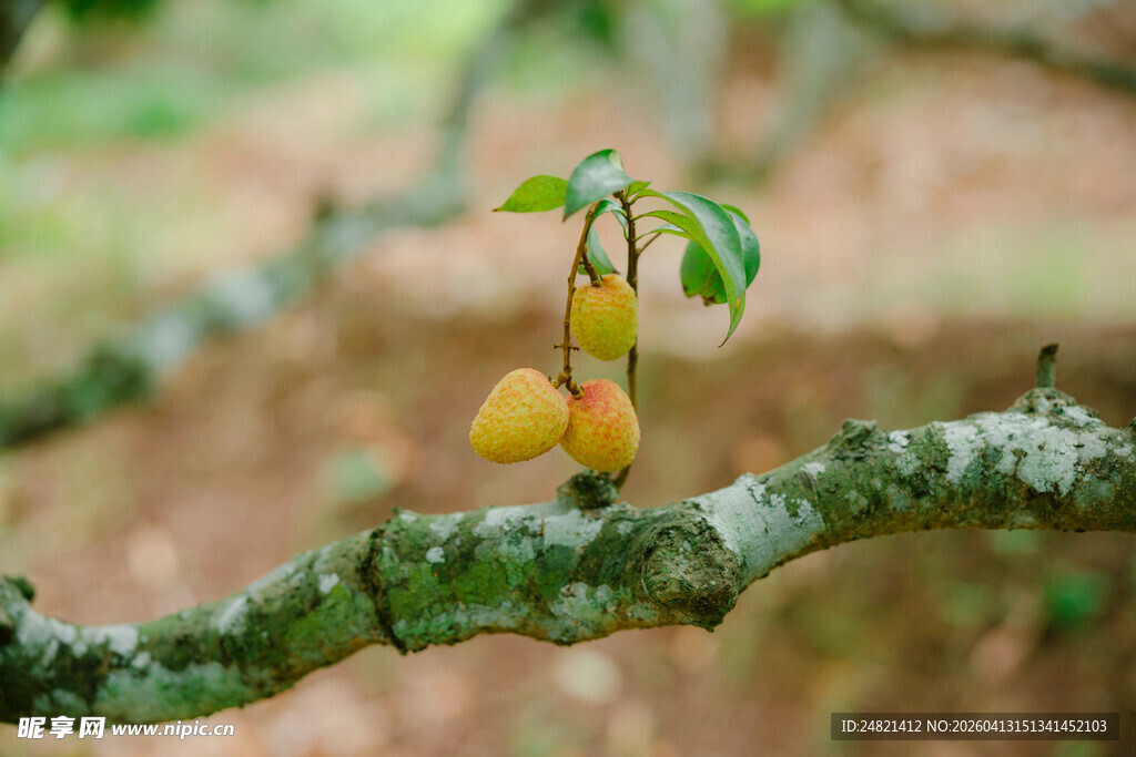 枝头挂着的鲜嫩小梨子