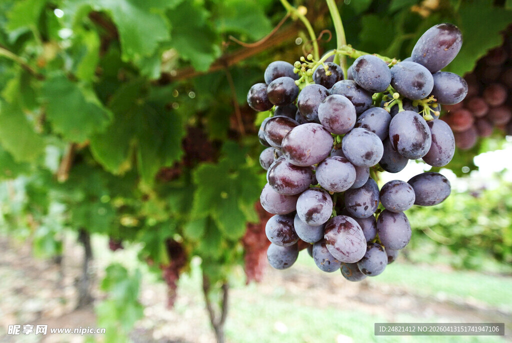 葡萄藤上饱满的紫葡萄