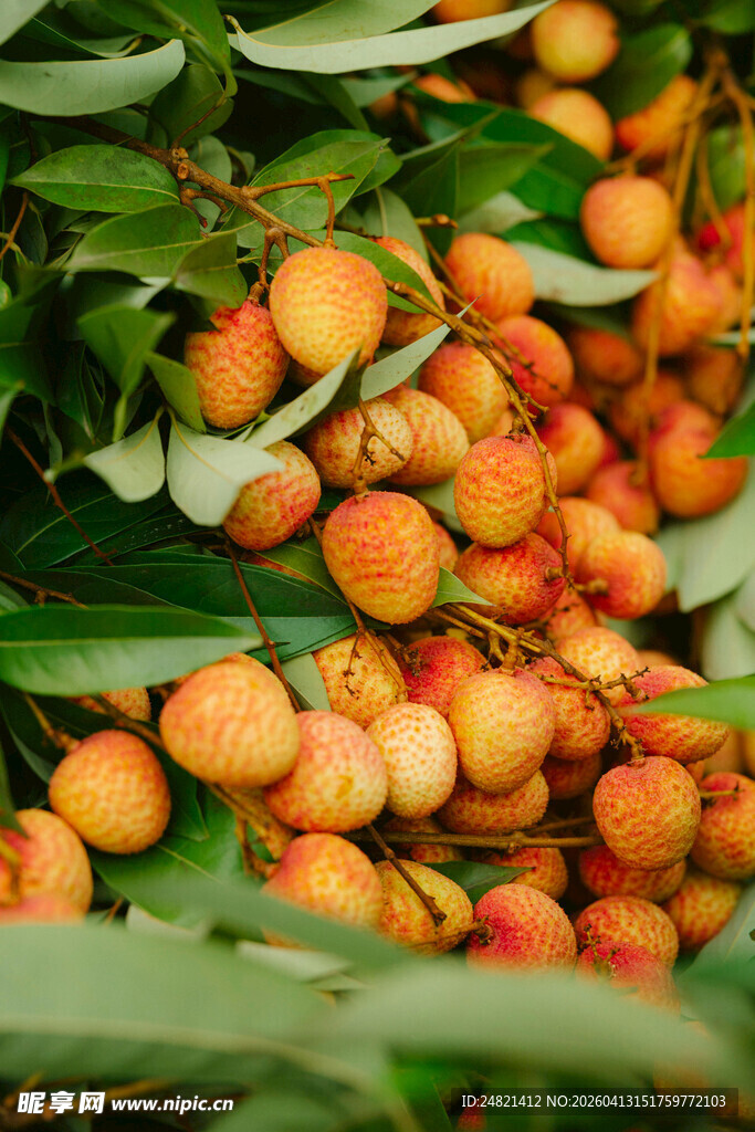 枝头饱满荔枝果实累累