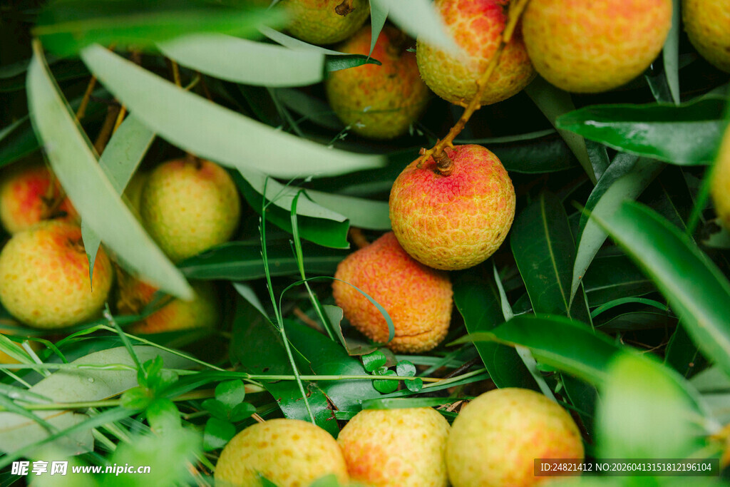 枝头饱满的成熟荔枝