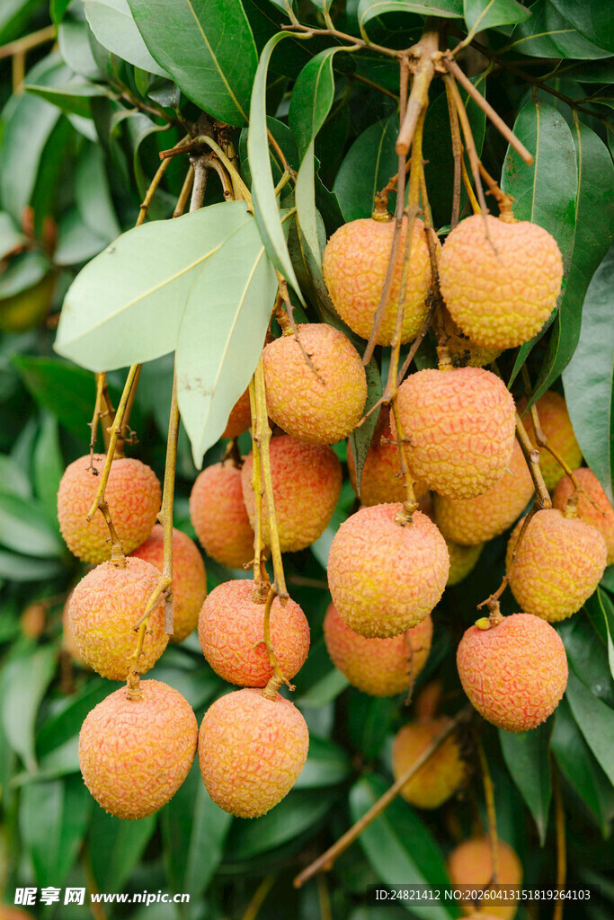 枝头饱满的新鲜荔枝