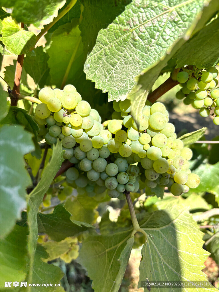 青葡萄挂在绿叶间