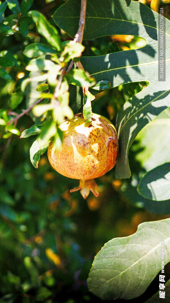 枝头挂着饱满的黄柿子