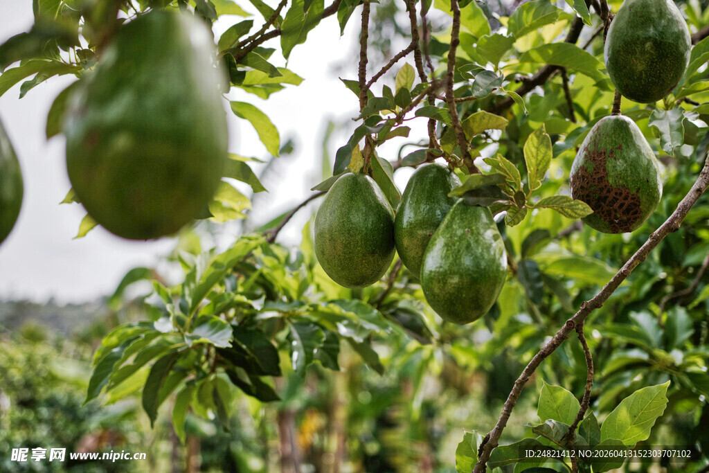 枝头挂着的青绿色牛油果
