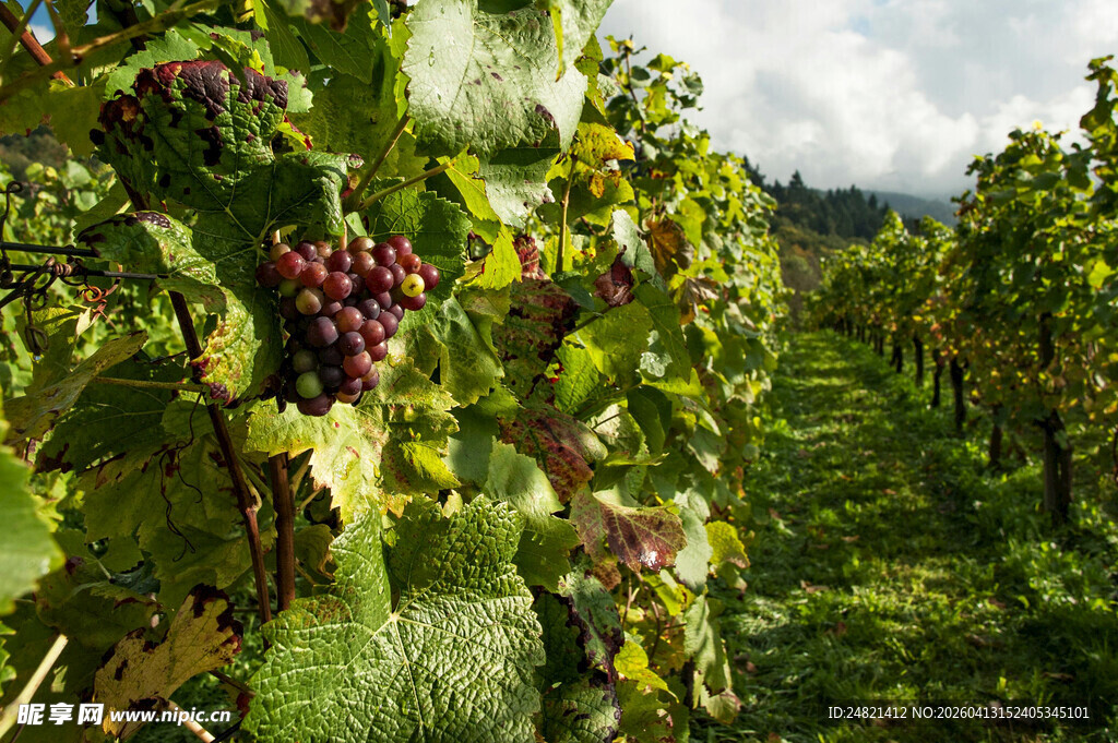 葡萄园中的成熟紫葡萄