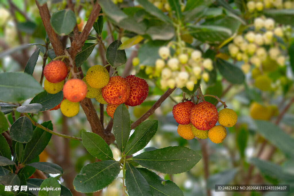多彩果实挂于绿叶间