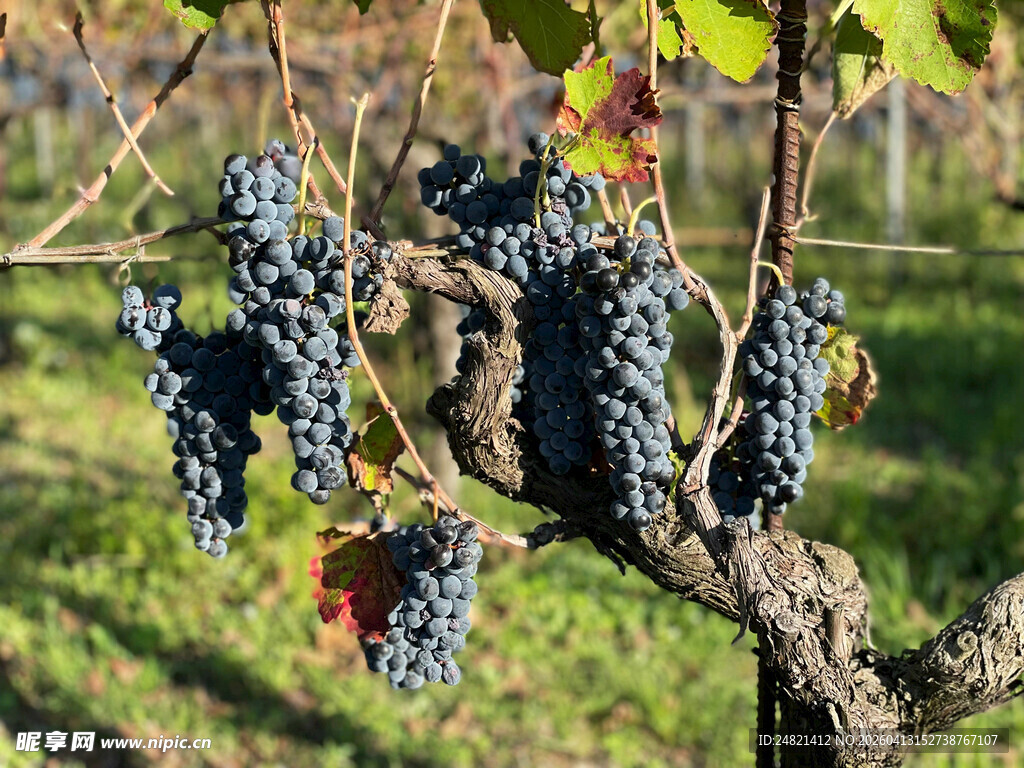 葡萄藤上成熟的紫葡萄