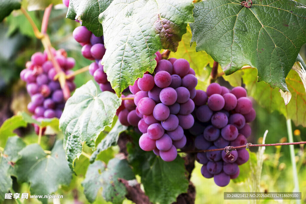 紫葡萄挂在翠绿藤蔓上